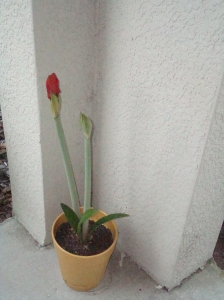 An amaryllis bulb I planted last year that we thought was dead. Took this picture a few days ago, and now I have three beautiful blooms!